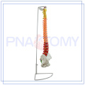 PNT-0120C 85cm modelo de columna vertebral flexible de color